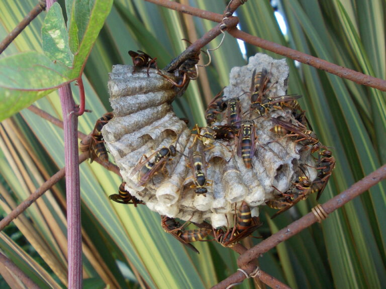 千葉県で撮影されたアシナガバチ類Polistes snelleniの巣。育房が外から見える