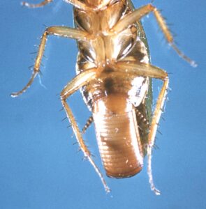 卵鞘を持つチャバネゴキブリの実写