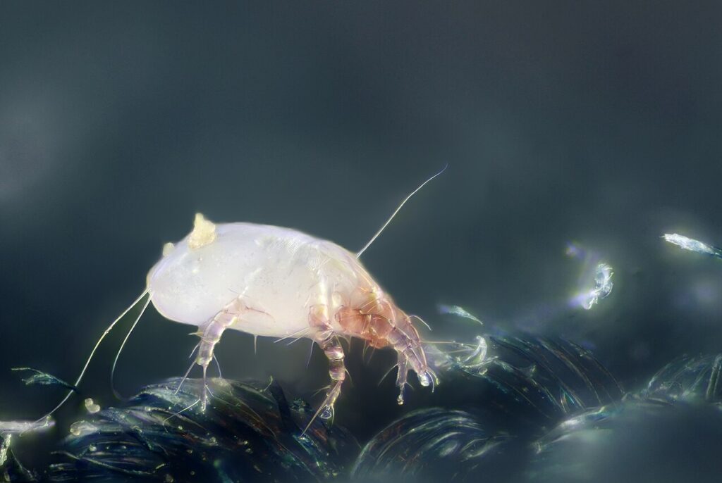 ヒョウヒダニの顕微鏡拡大実写。肉眼ではこの大きさに見えない