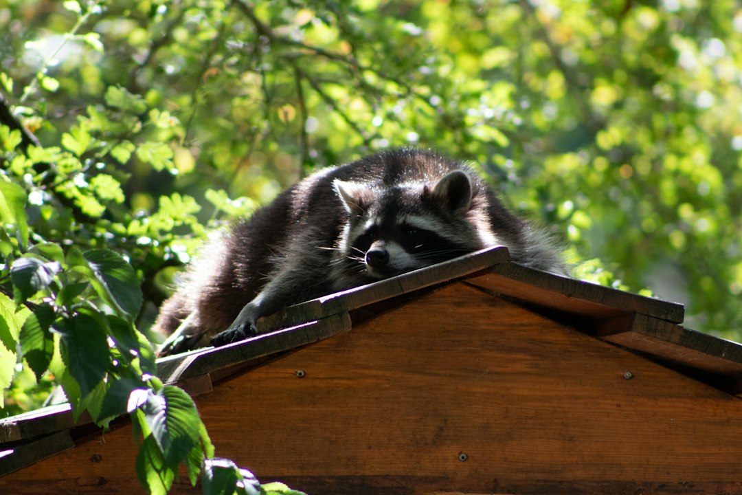 屋根にいるアライグマの写真